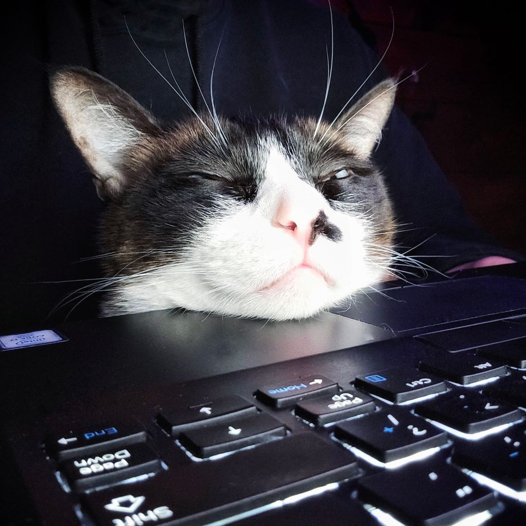 cat asleep on laptop keyboard