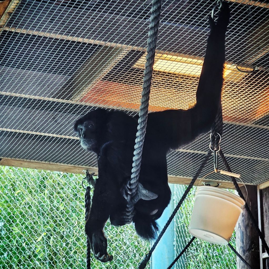 photograph of monkey sitting on rope swing